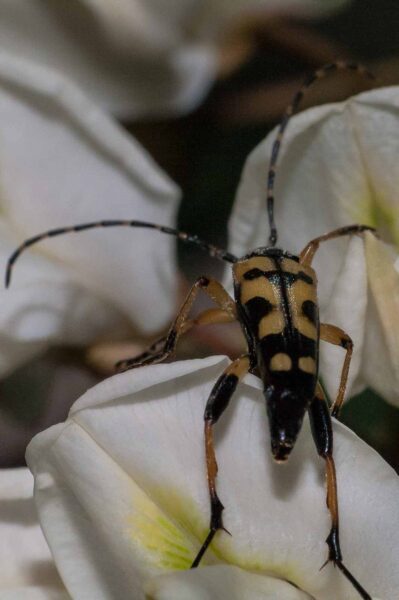 2018-05-15 - NSG Brinksknapp Recklinghausen