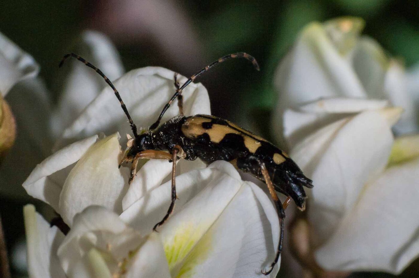 2018-05-15 - NSG Brinksknapp Recklinghausen