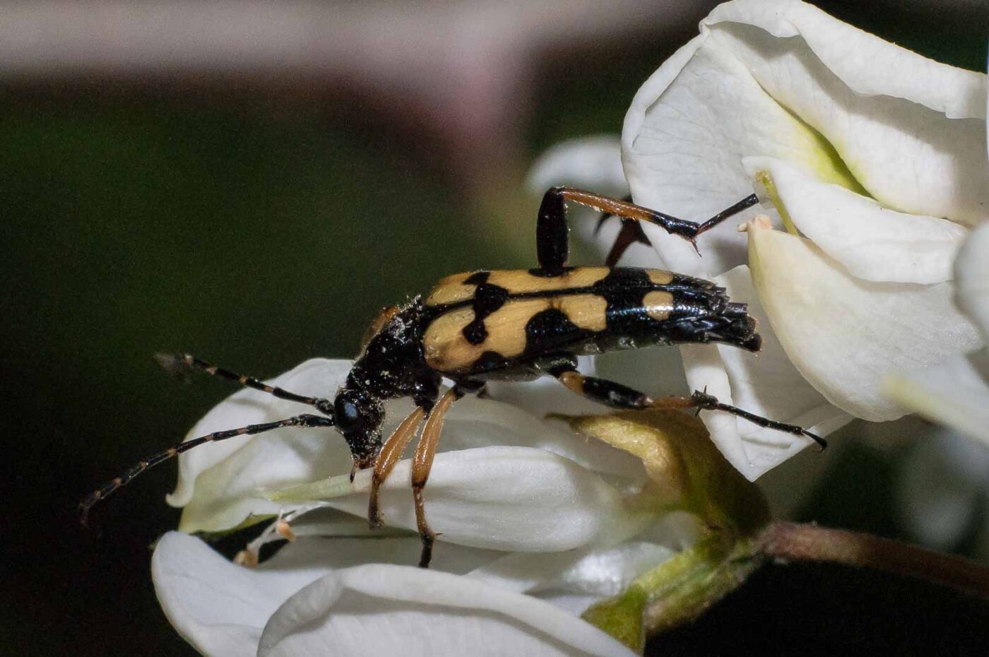 2018-05-15 - NSG Brinksknapp Recklinghausen