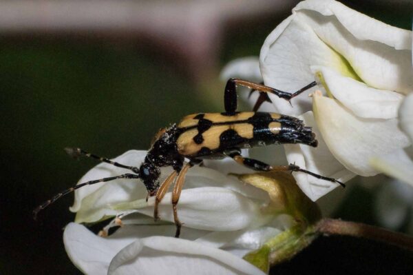 2018-05-15 - NSG Brinksknapp Recklinghausen