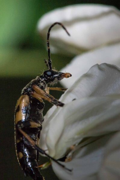 2018-05-15 - NSG Brinksknapp Recklinghausen