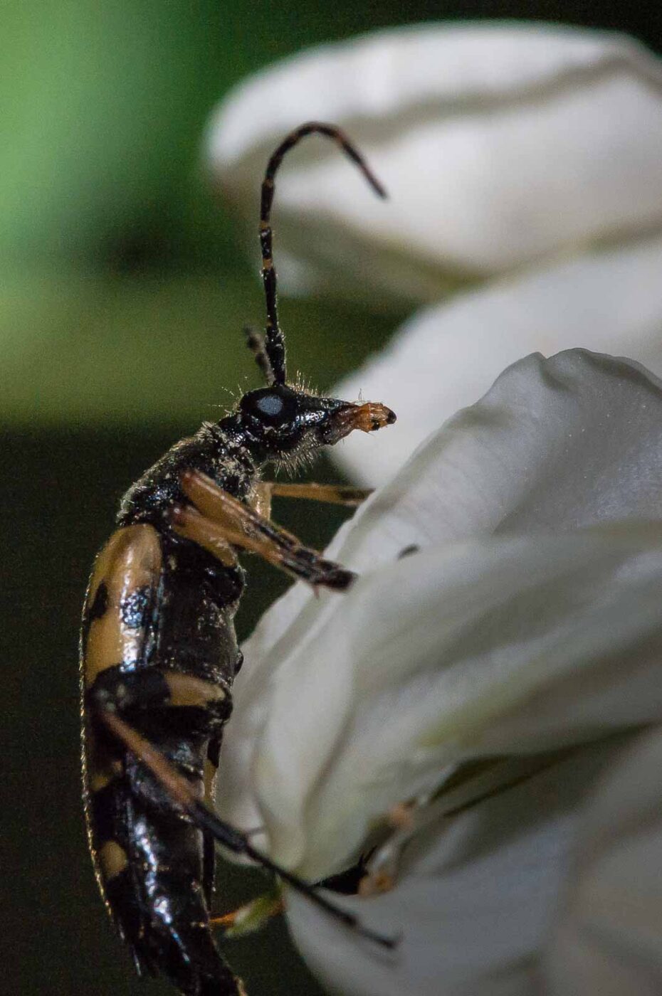 2018-05-15 - NSG Brinksknapp Recklinghausen