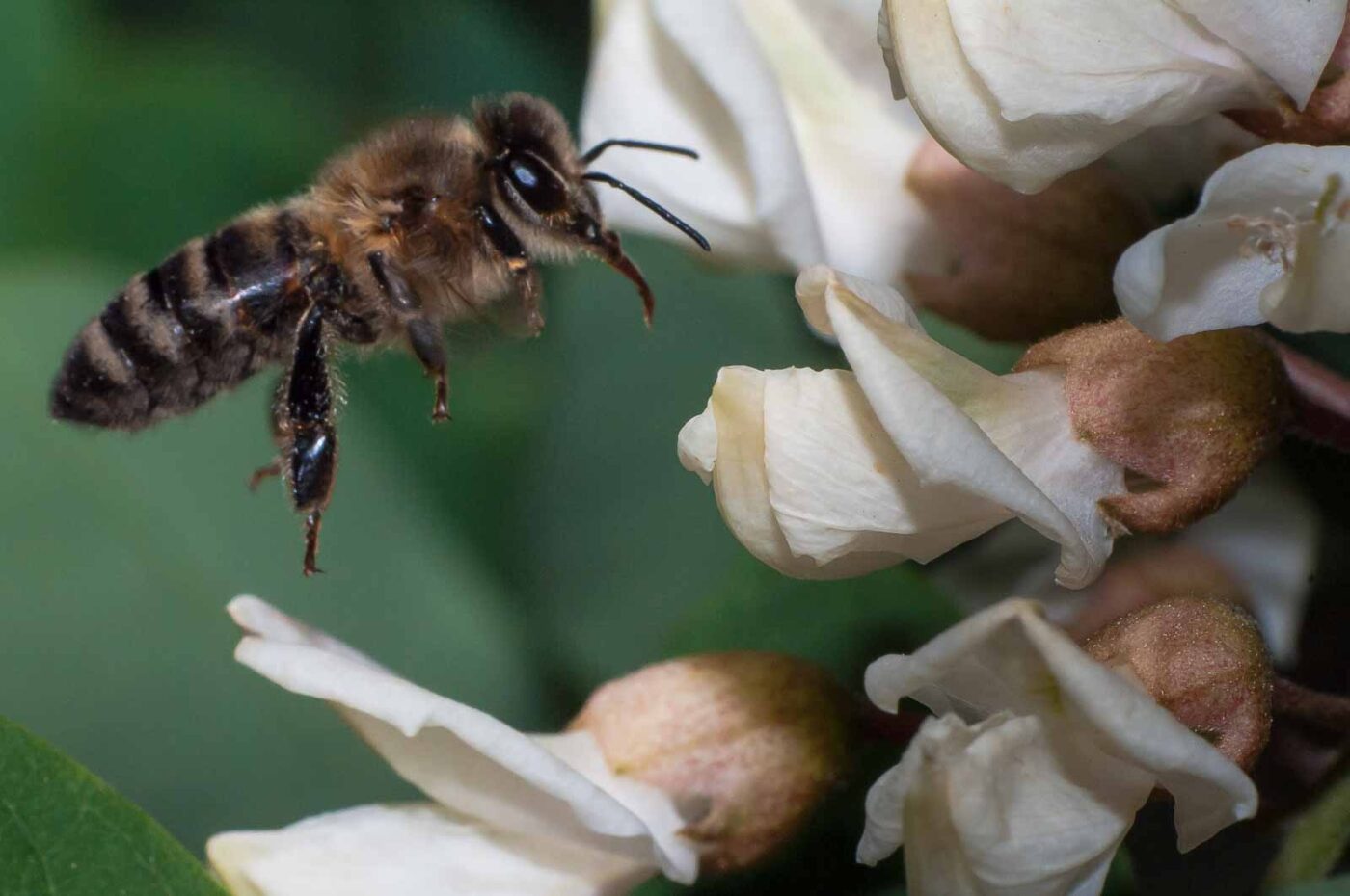 2018-05-15 - NSG Brinksknapp Recklinghausen