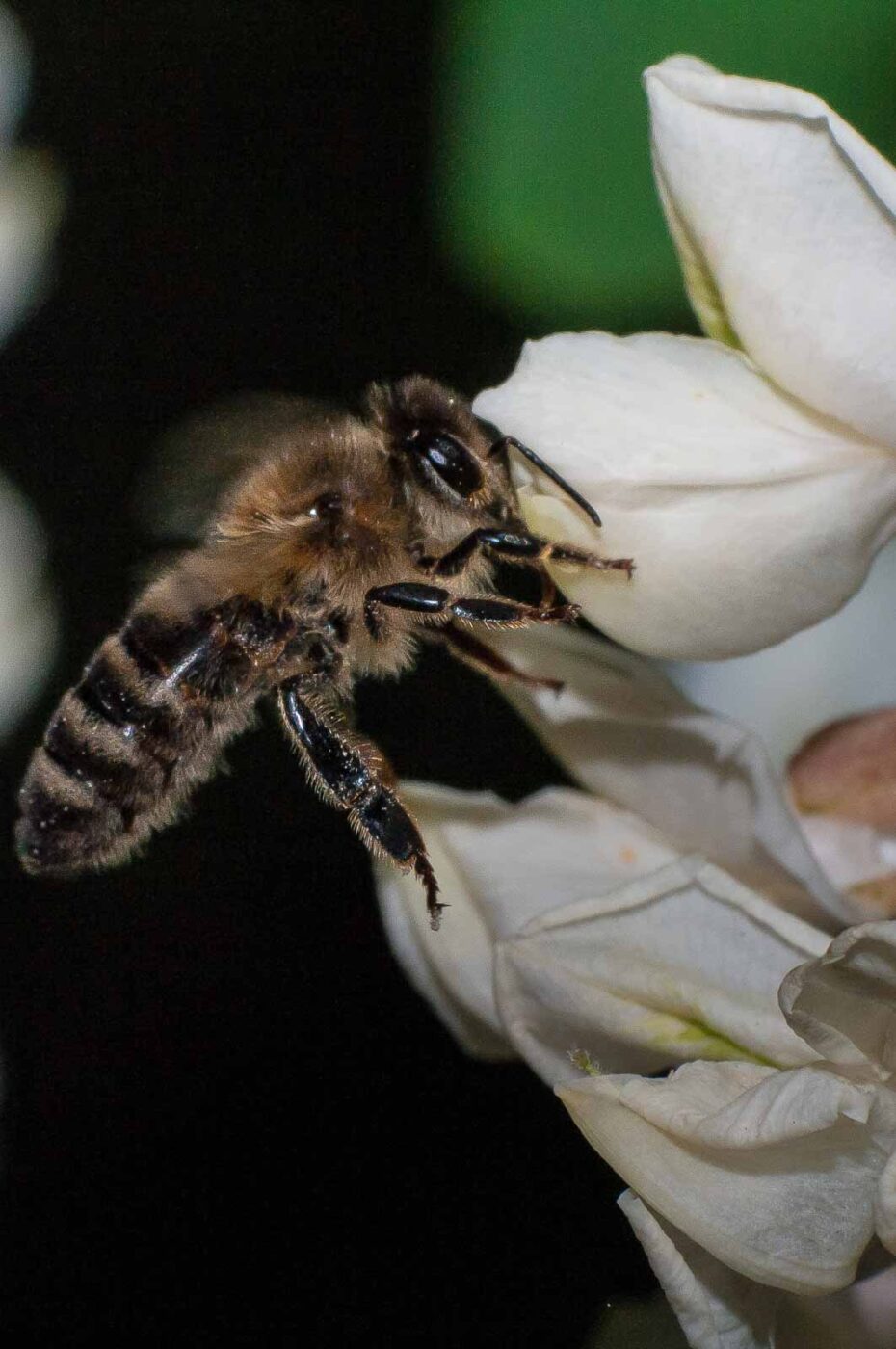 2018-05-15 - NSG Brinksknapp Recklinghausen