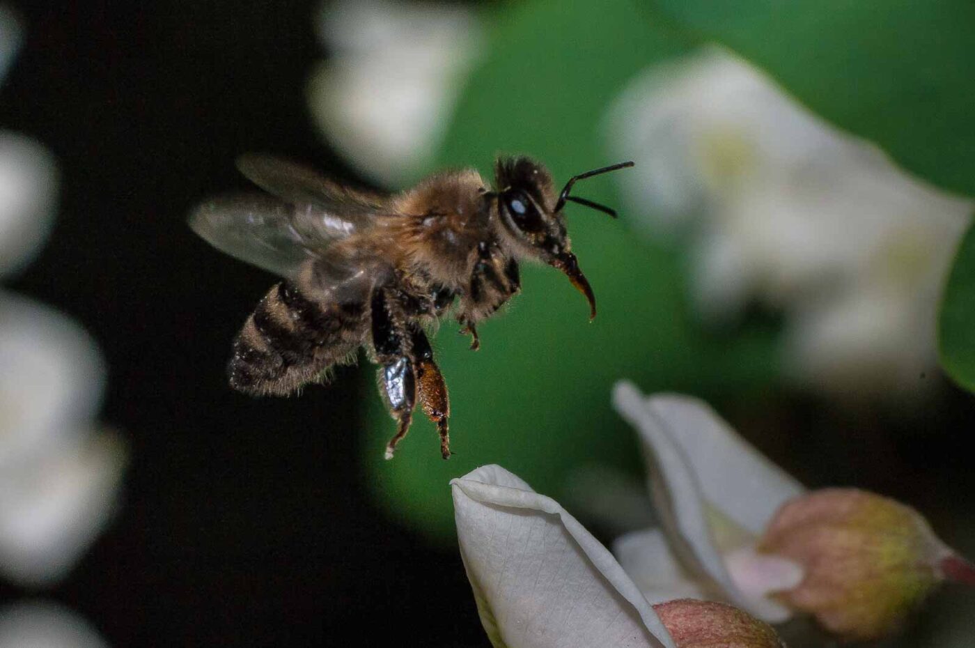 2018-05-15 - NSG Brinksknapp Recklinghausen