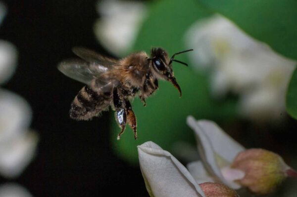 2018-05-15 - NSG Brinksknapp Recklinghausen