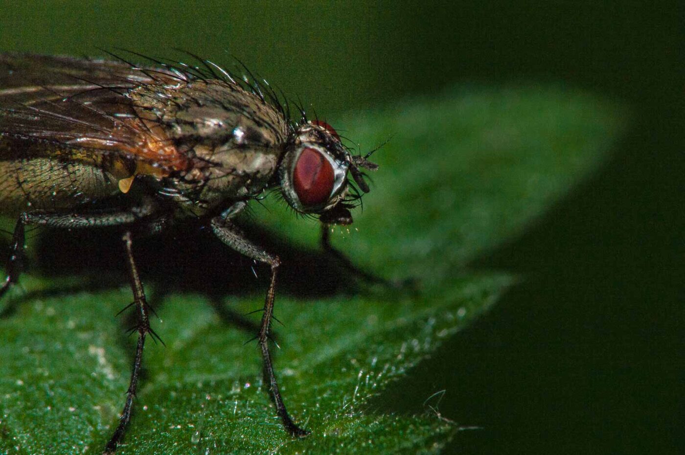 2018-05-15 - NSG Brinksknapp Recklinghausen