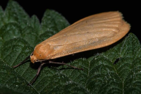 2018-05-15 - NSG Brinksknapp Recklinghausen