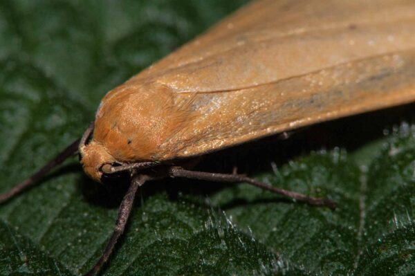 2018-05-15 - NSG Brinksknapp Recklinghausen