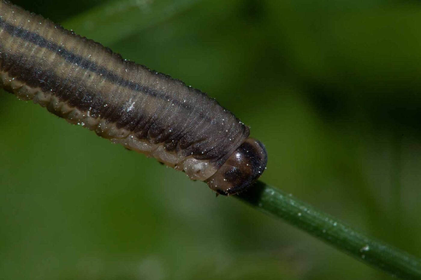 2018-05-15 - NSG Brinksknapp Recklinghausen