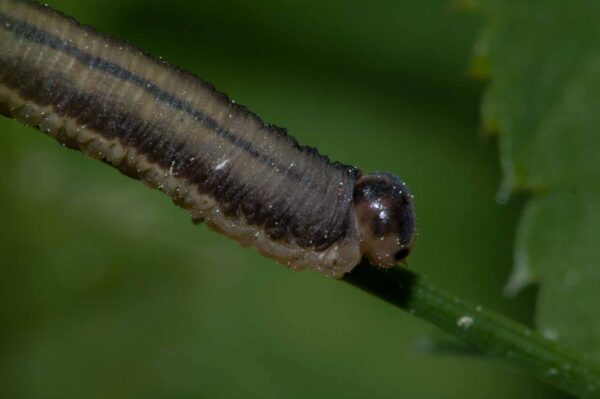 2018-05-15 - NSG Brinksknapp Recklinghausen