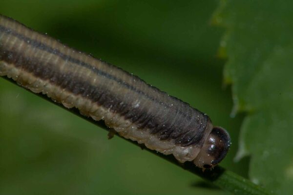 2018-05-15 - NSG Brinksknapp Recklinghausen