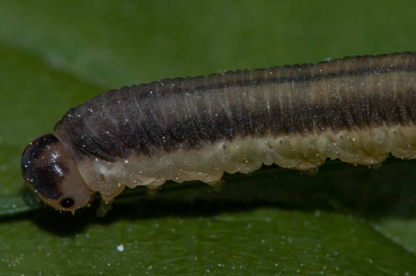 2018-05-15 - NSG Brinksknapp Recklinghausen