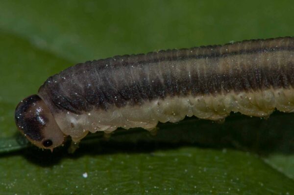 2018-05-15 - NSG Brinksknapp Recklinghausen