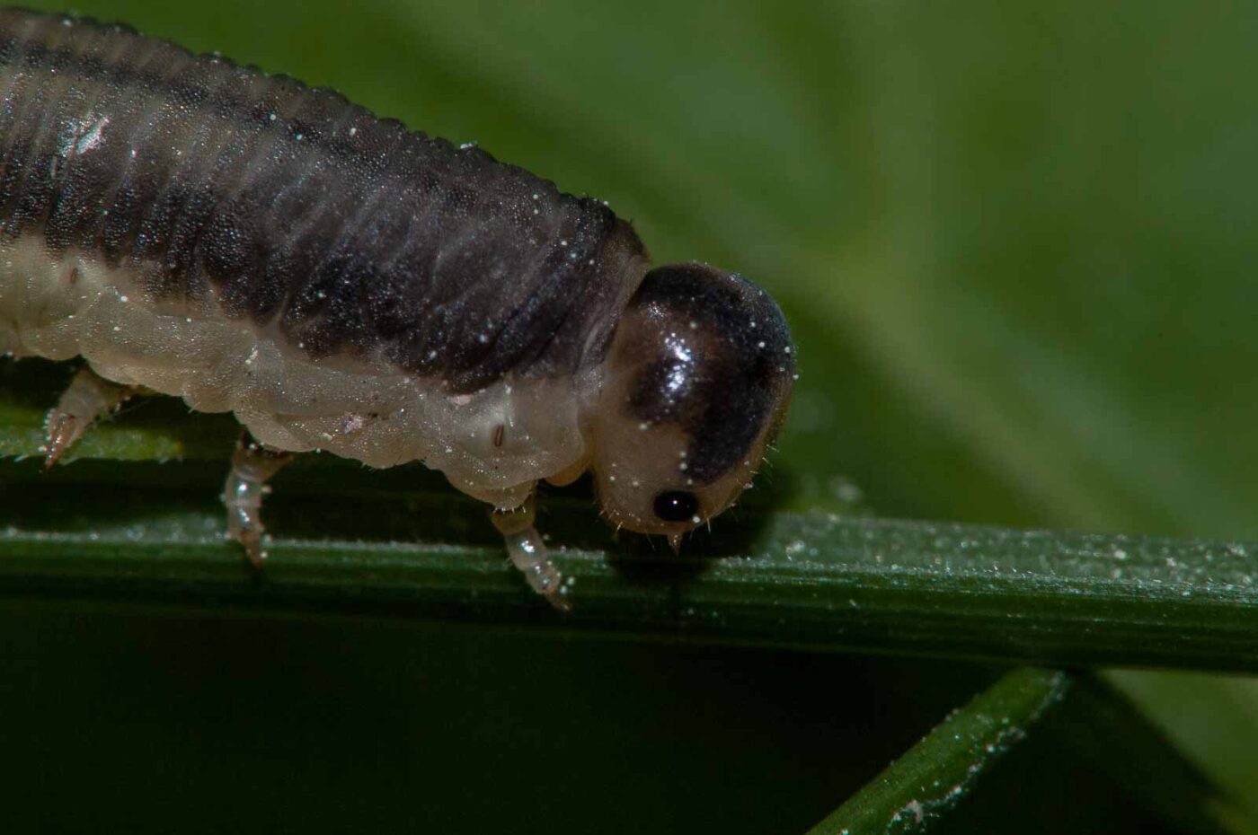 2018-05-15 - NSG Brinksknapp Recklinghausen