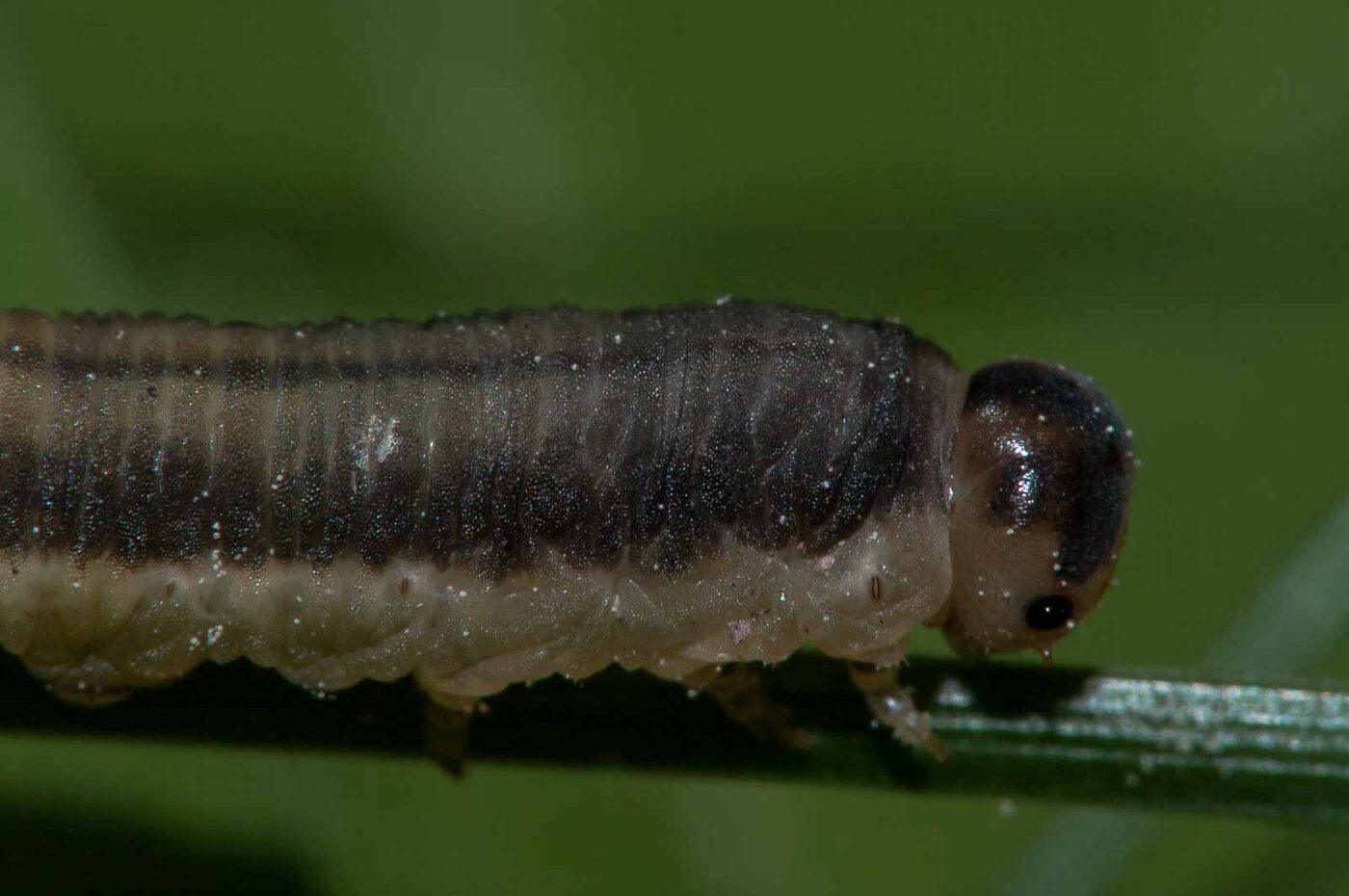 2018-05-15 - NSG Brinksknapp Recklinghausen