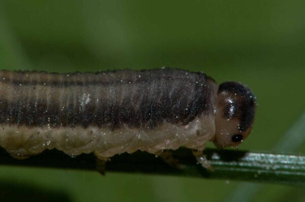 2018-05-15 - NSG Brinksknapp Recklinghausen