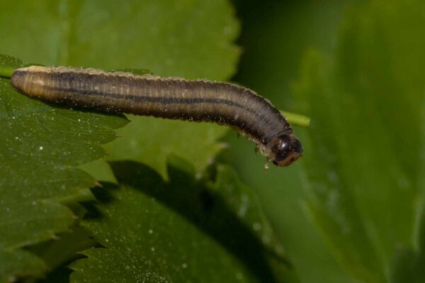 2018-05-15 - NSG Brinksknapp Recklinghausen