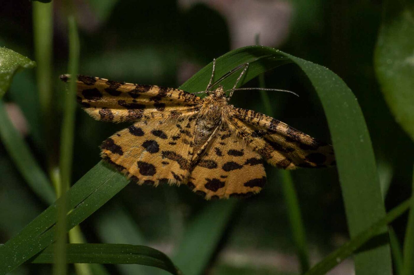 2018-05-15 - NSG Brinksknapp Recklinghausen