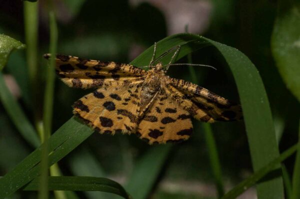 2018-05-15 - NSG Brinksknapp Recklinghausen