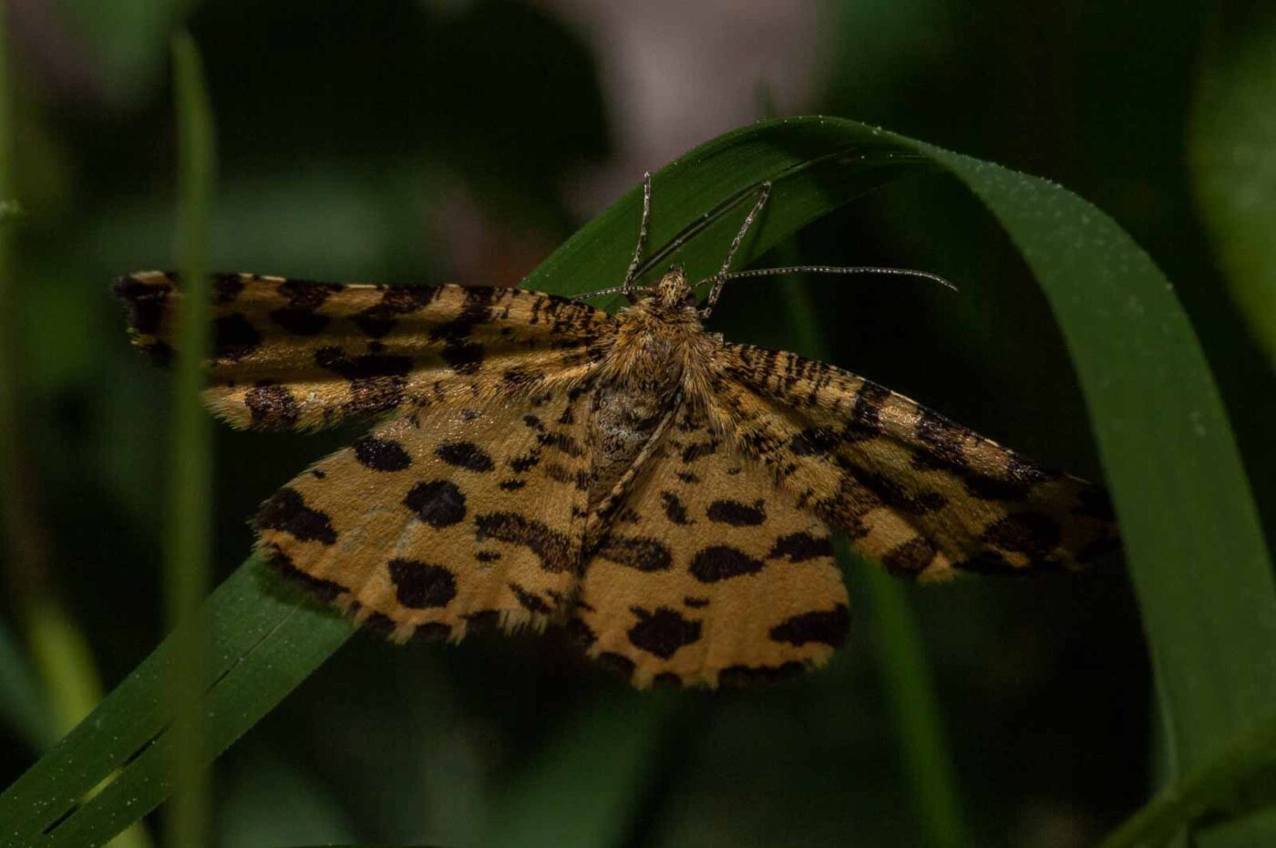 2018-05-15 - NSG Brinksknapp Recklinghausen