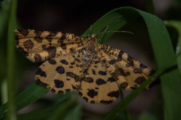 2018-05-15 - NSG Brinksknapp Recklinghausen