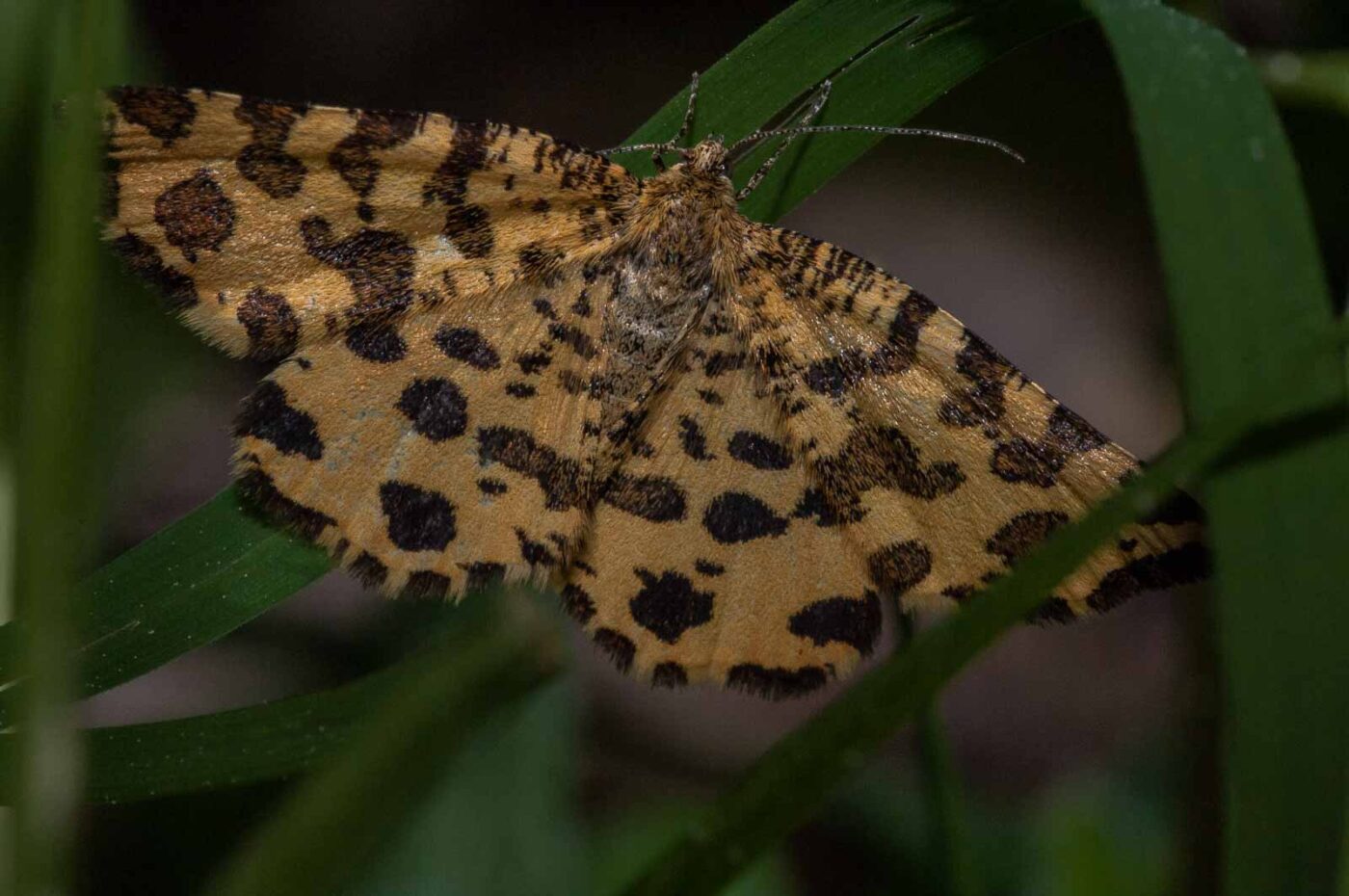 2018-05-15 - NSG Brinksknapp Recklinghausen