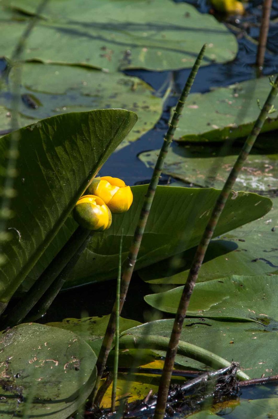 2018-05-15 - NSG Brinksknapp Recklinghausen