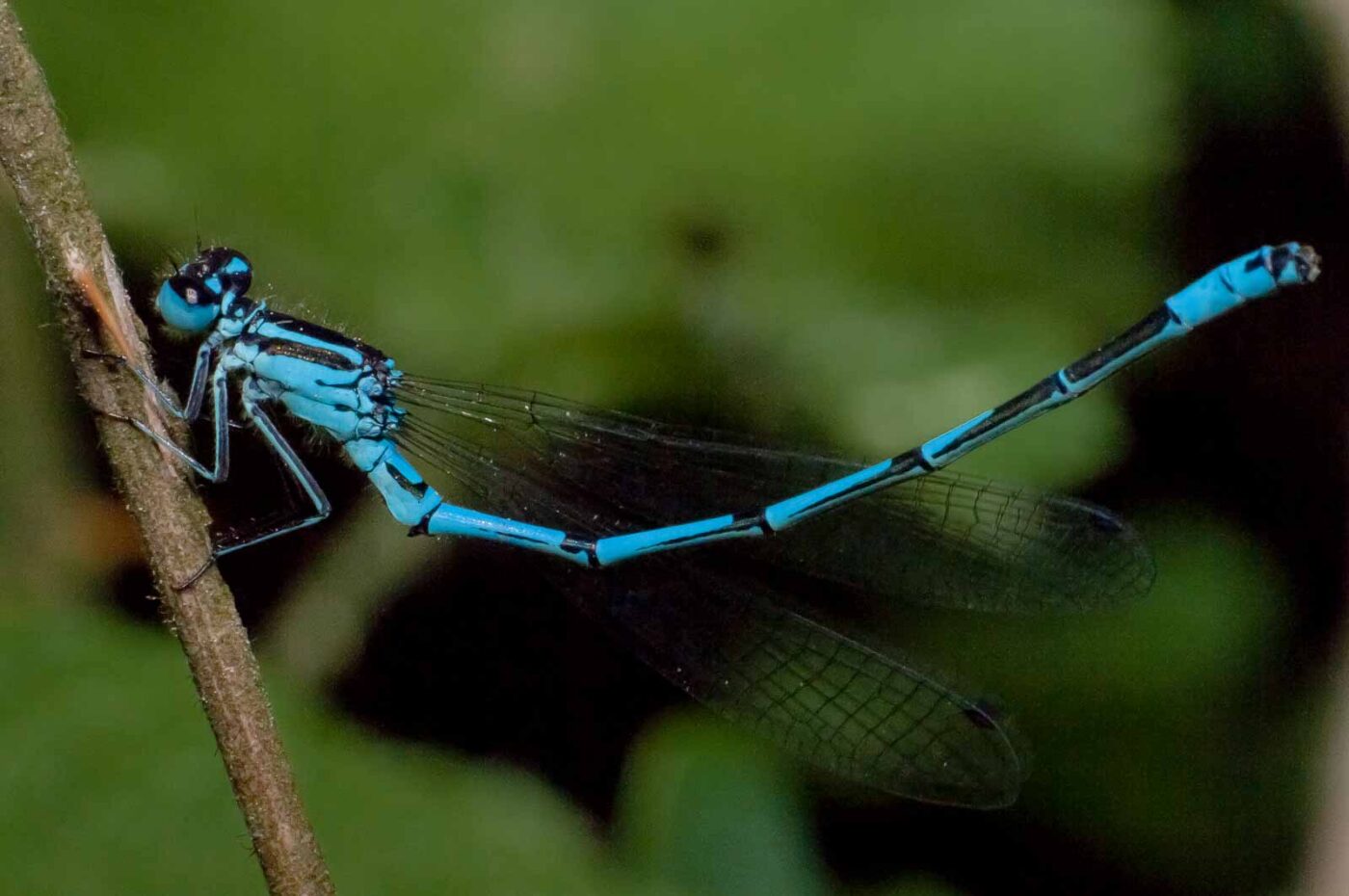 2018-05-15 - NSG Brinksknapp Recklinghausen