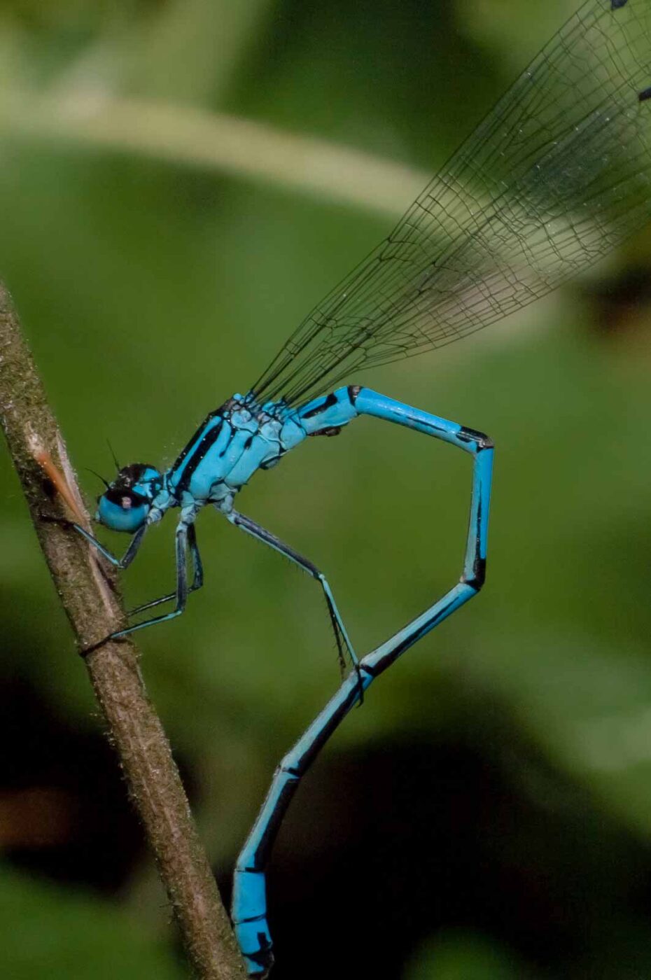 2018-05-15 - NSG Brinksknapp Recklinghausen