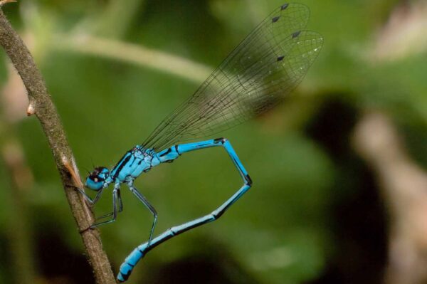 2018-05-15 - NSG Brinksknapp Recklinghausen