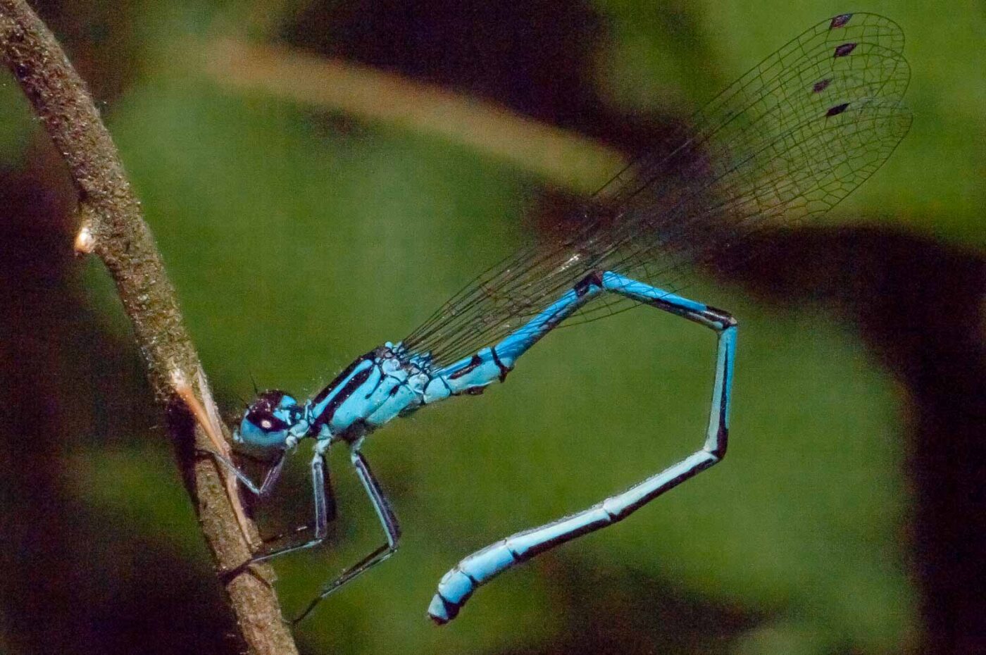 2018-05-15 - NSG Brinksknapp Recklinghausen