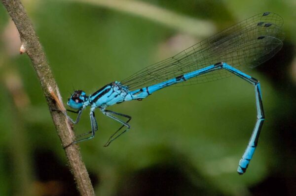 2018-05-15 - NSG Brinksknapp Recklinghausen