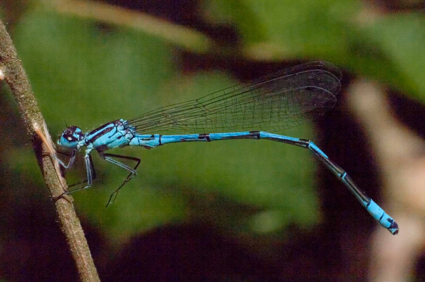2018-05-15 - NSG Brinksknapp Recklinghausen