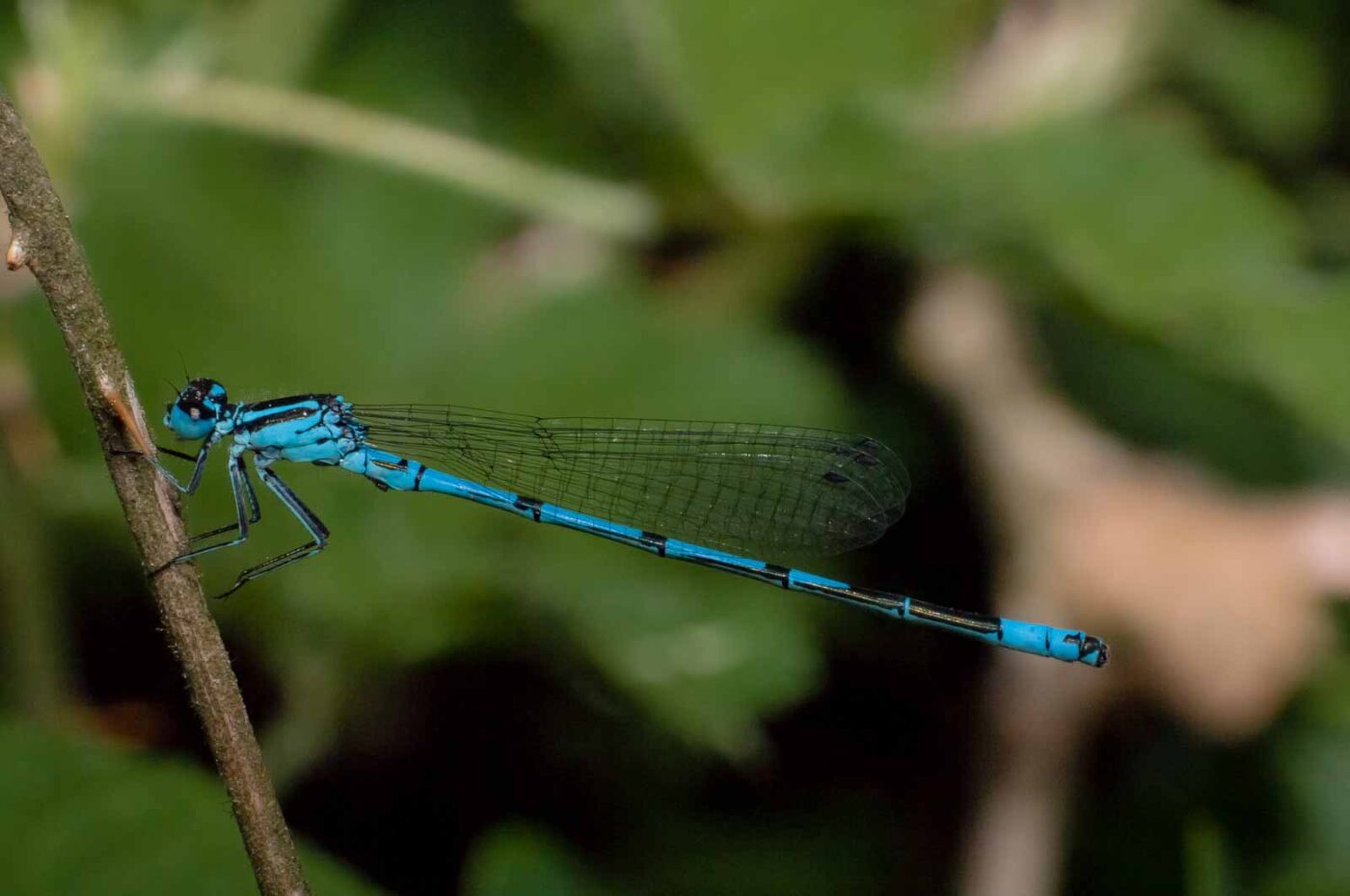 2018-05-15 - NSG Brinksknapp Recklinghausen