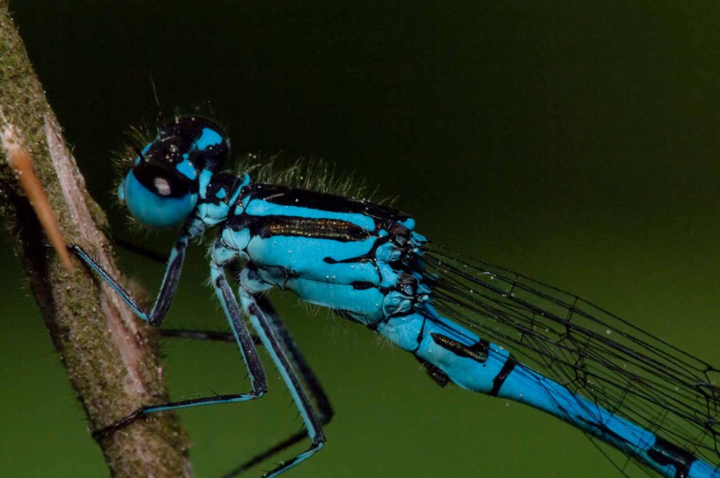 2018-05-15 - NSG Brinksknapp Recklinghausen