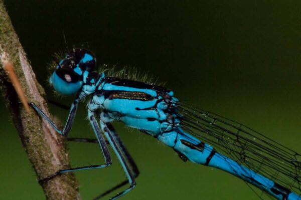 2018-05-15 - NSG Brinksknapp Recklinghausen