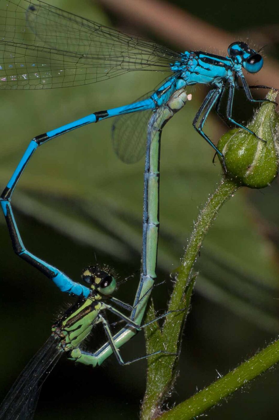 2018-05-15 - NSG Brinksknapp Recklinghausen