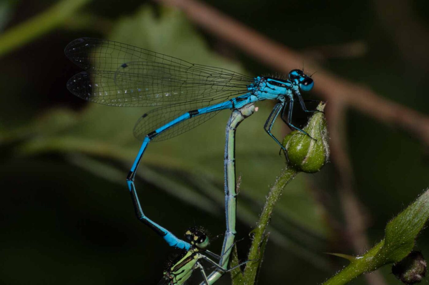 2018-05-15 - NSG Brinksknapp Recklinghausen