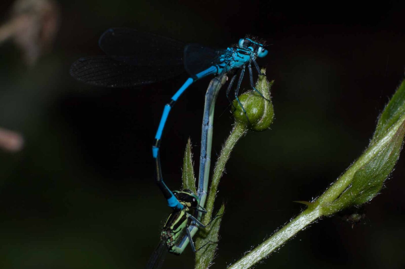 2018-05-15 - NSG Brinksknapp Recklinghausen