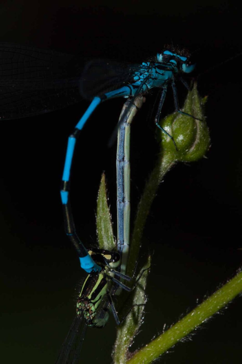 2018-05-15 - NSG Brinksknapp Recklinghausen