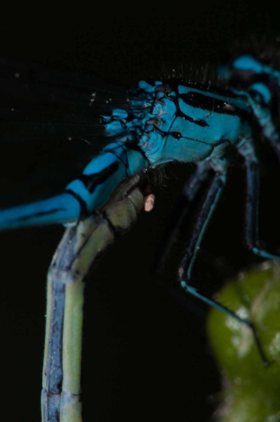 2018-05-15 - NSG Brinksknapp Recklinghausen