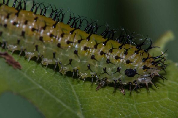 2018-05-15 - NSG Brinksknapp Recklinghausen