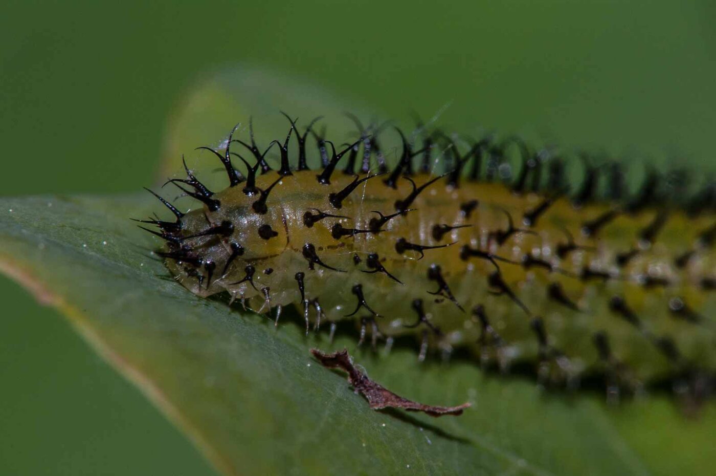 2018-05-15 - NSG Brinksknapp Recklinghausen