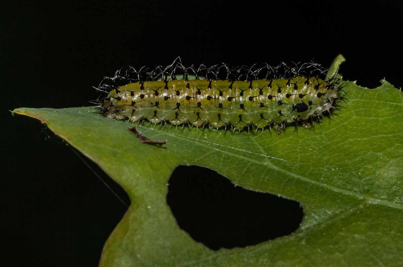 2018-05-15 - NSG Brinksknapp Recklinghausen