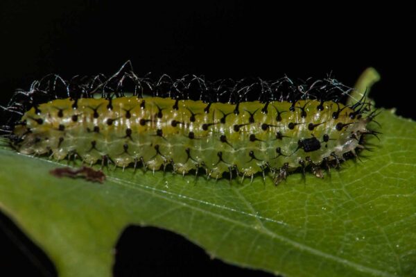 2018-05-15 - NSG Brinksknapp Recklinghausen