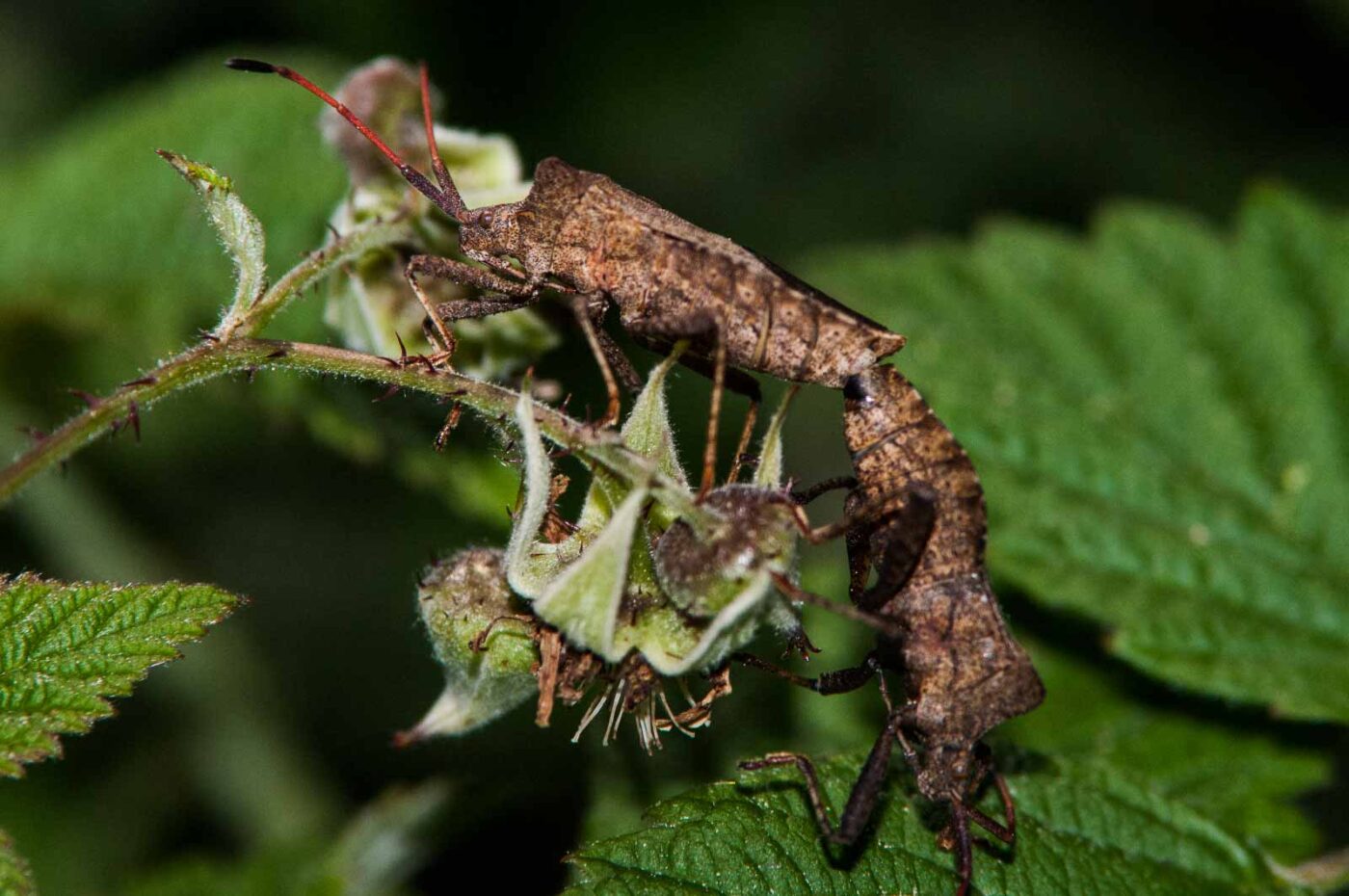 2018-05-15 - NSG Brinksknapp Recklinghausen