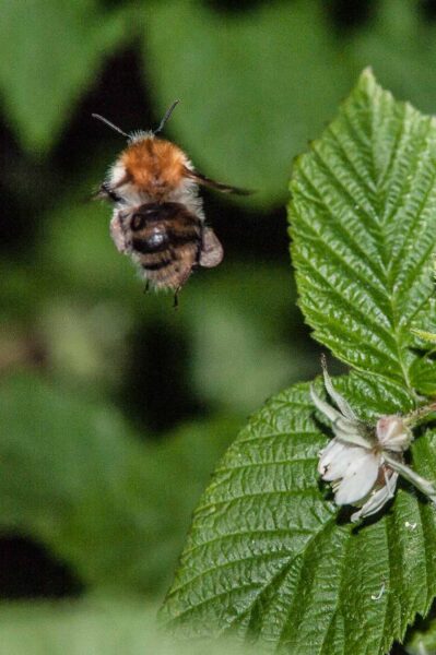 2018-05-15 - NSG Brinksknapp Recklinghausen