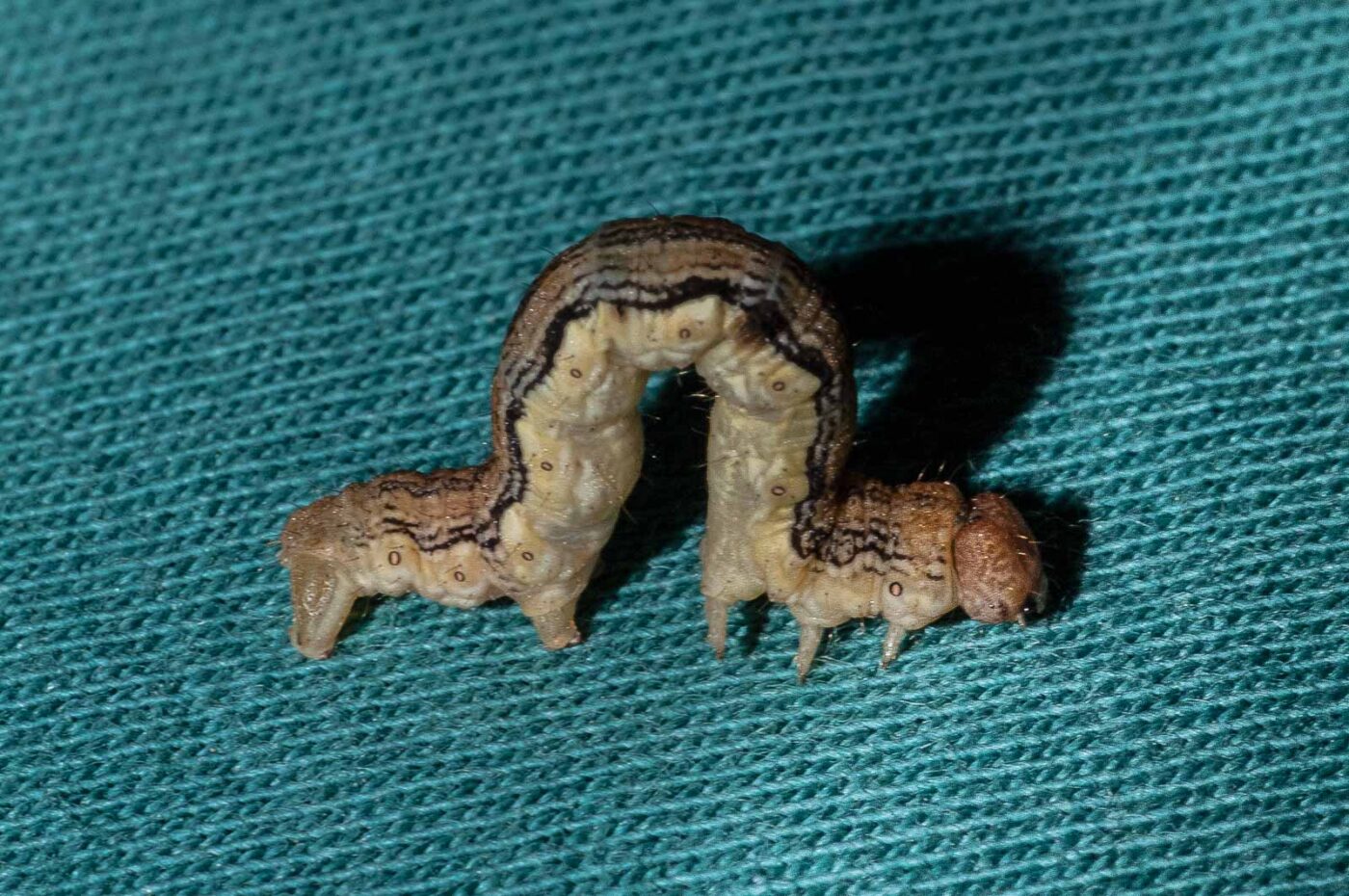 2018-05-15 - NSG Brinksknapp Recklinghausen