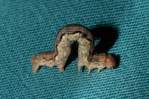 2018-05-15 - NSG Brinksknapp Recklinghausen